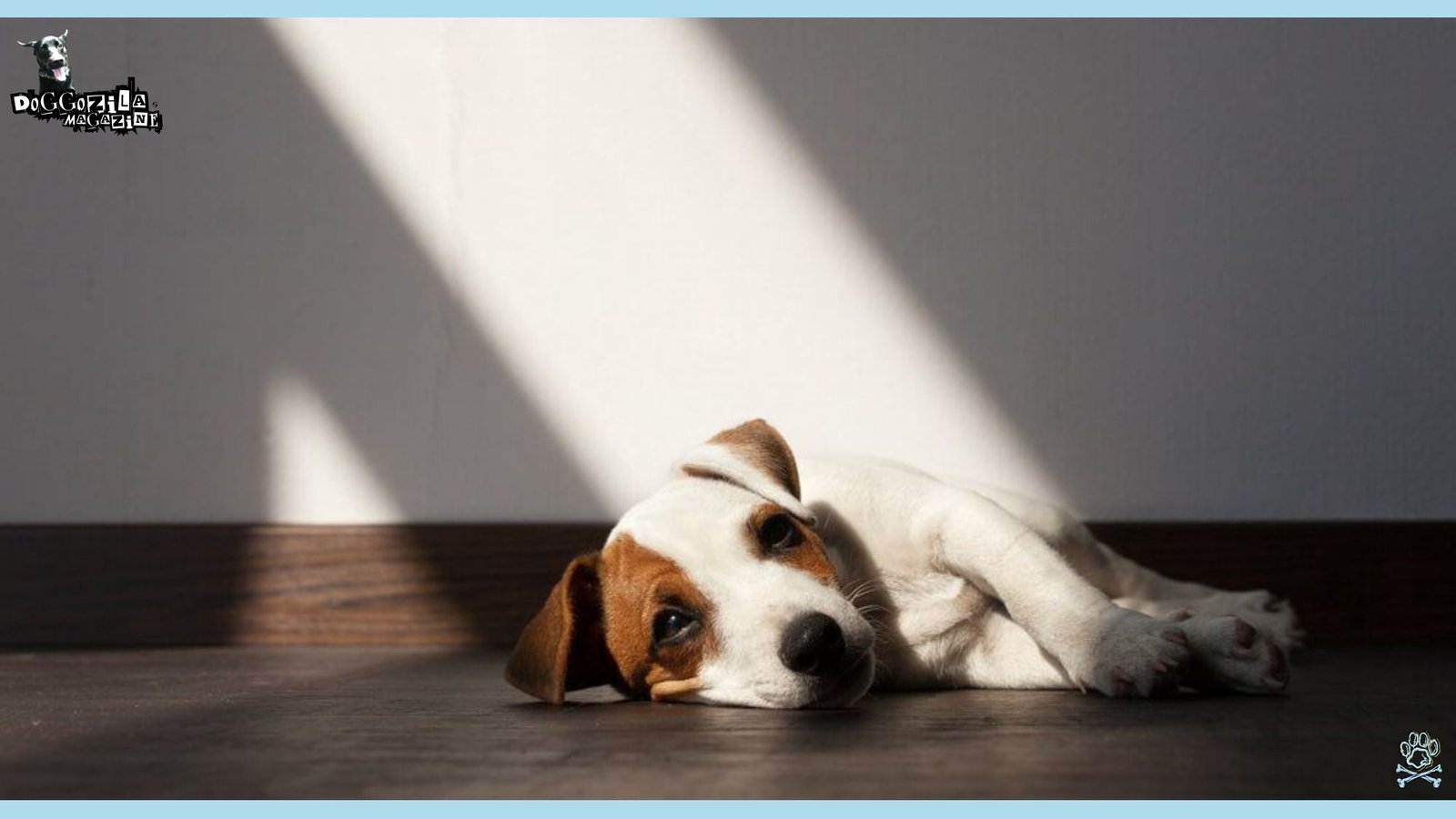 Do Dogs Have Thoughts