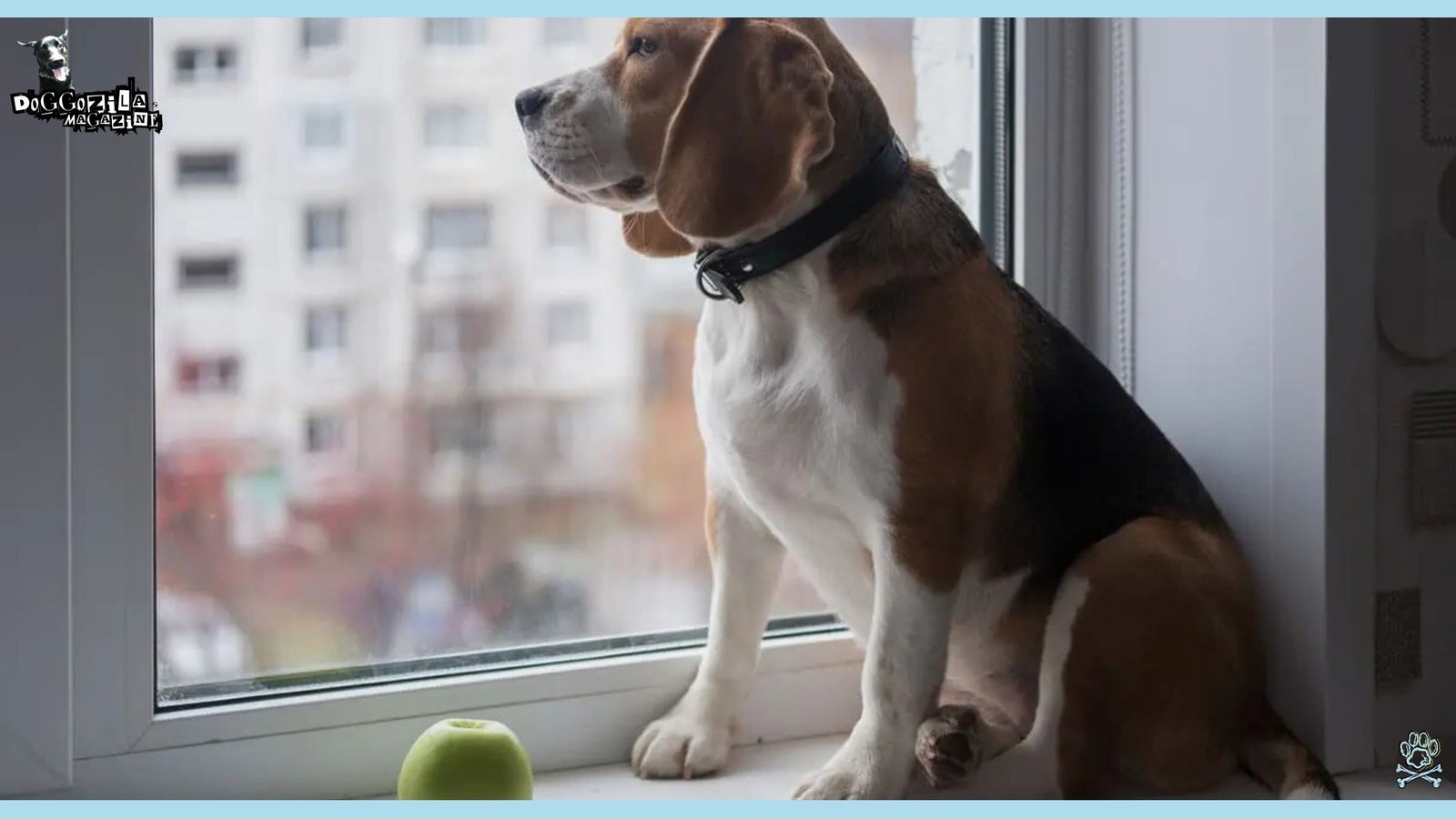 Do Dogs Have Thoughts