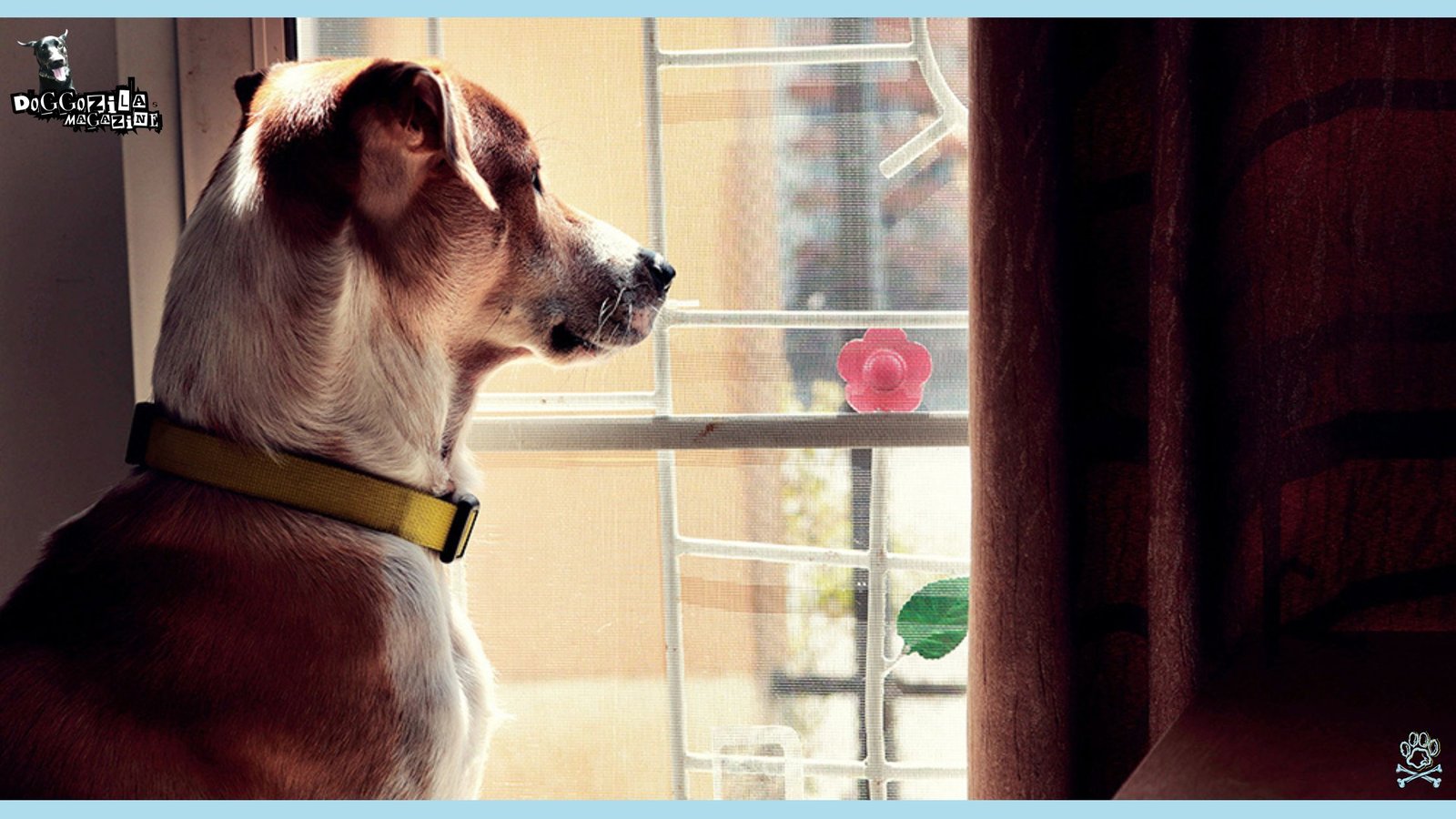 Do Dogs Have Thoughts