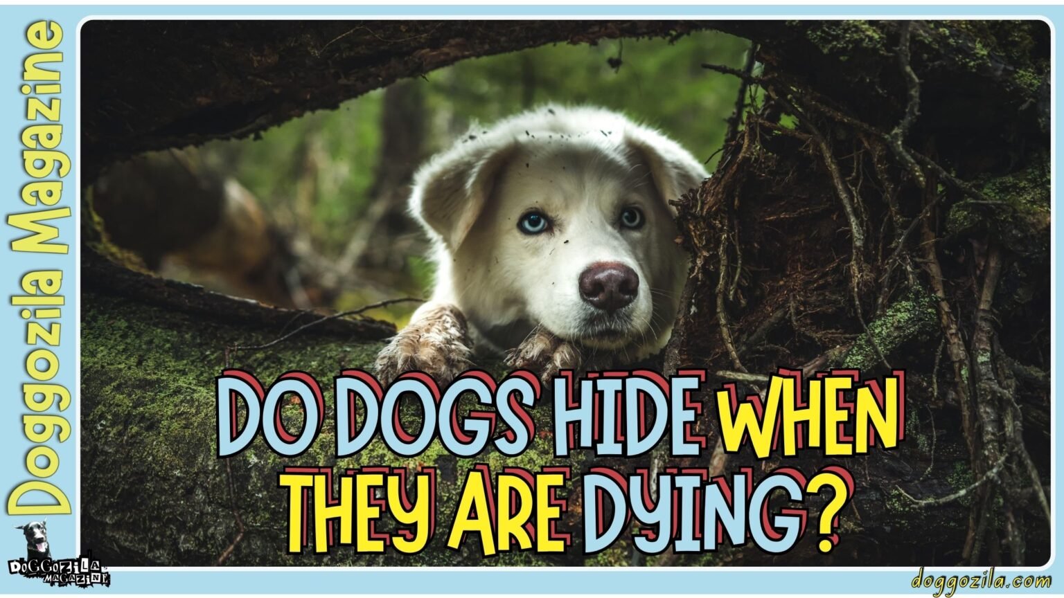 Do Dogs Hide When They Are Dying