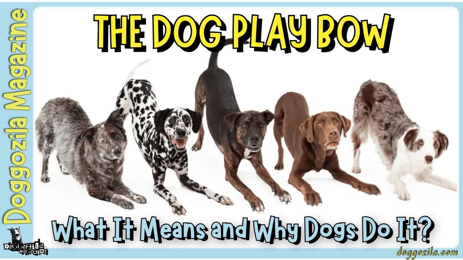 Dog Play Bow