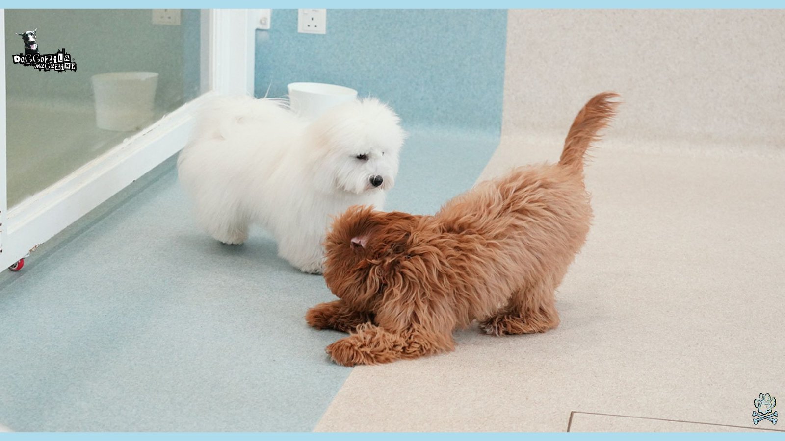 two dogs playing