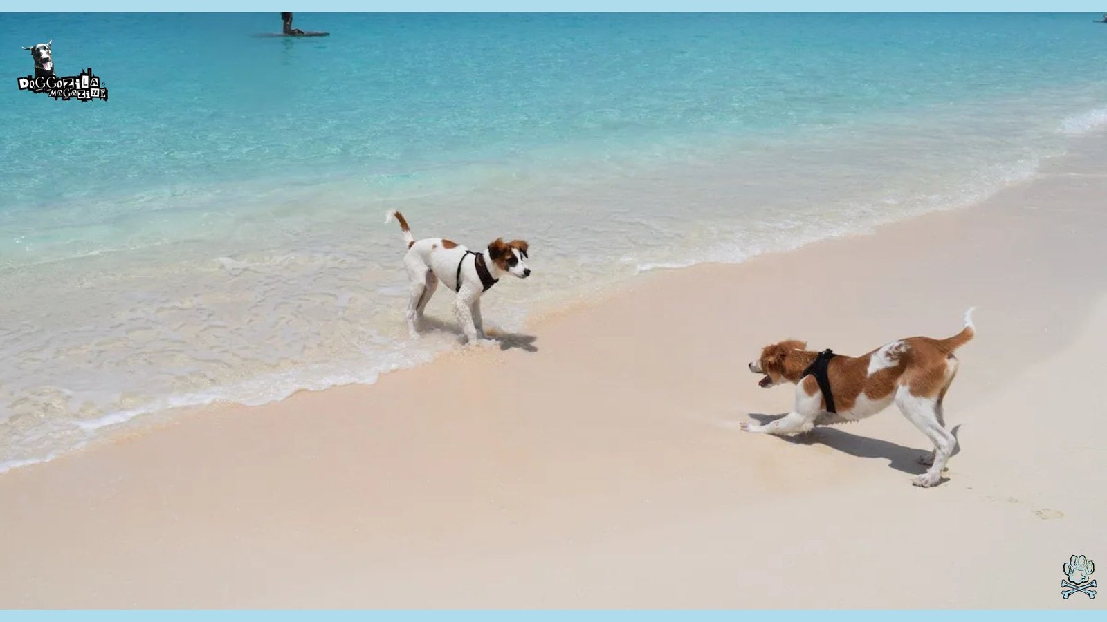 two puppies playing at the beach