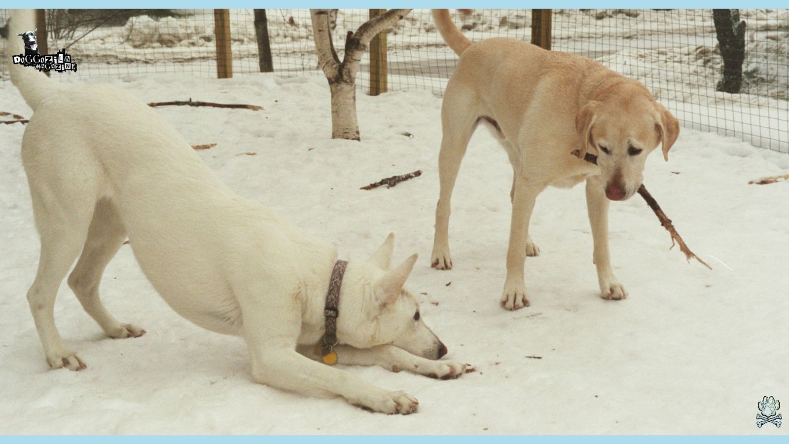 two white dogs playing in the snow