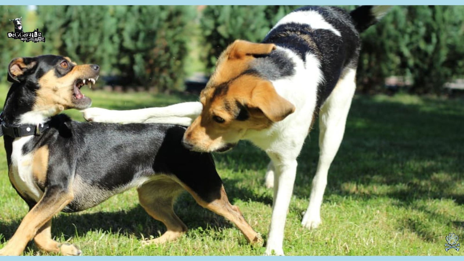 Dogs That Don't Like Other Dogs
