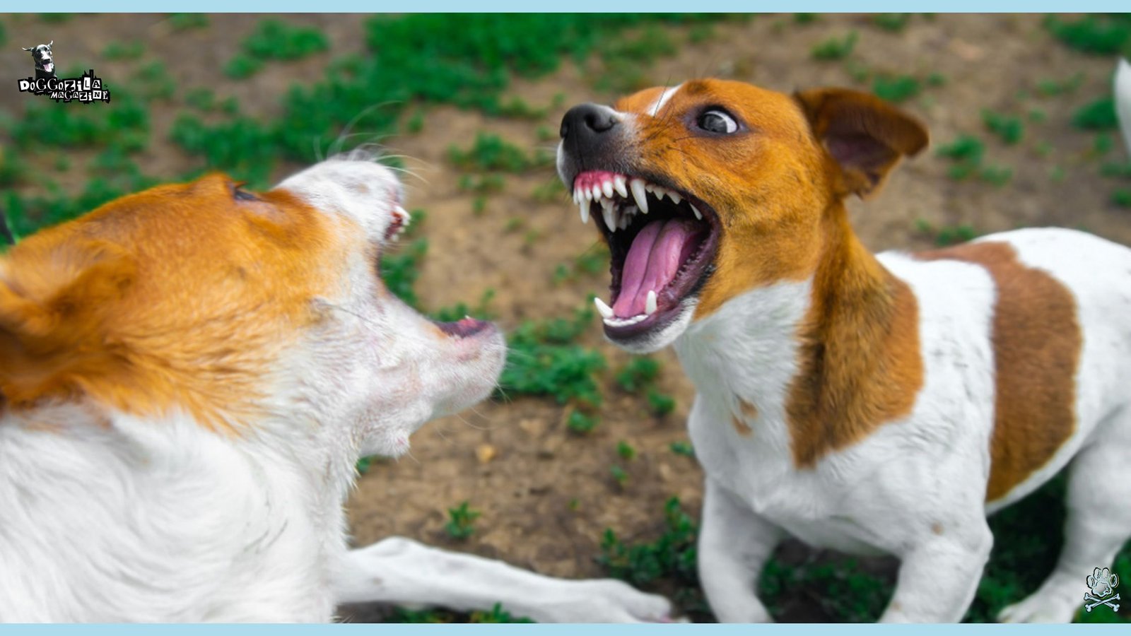two dogs showing their teeth