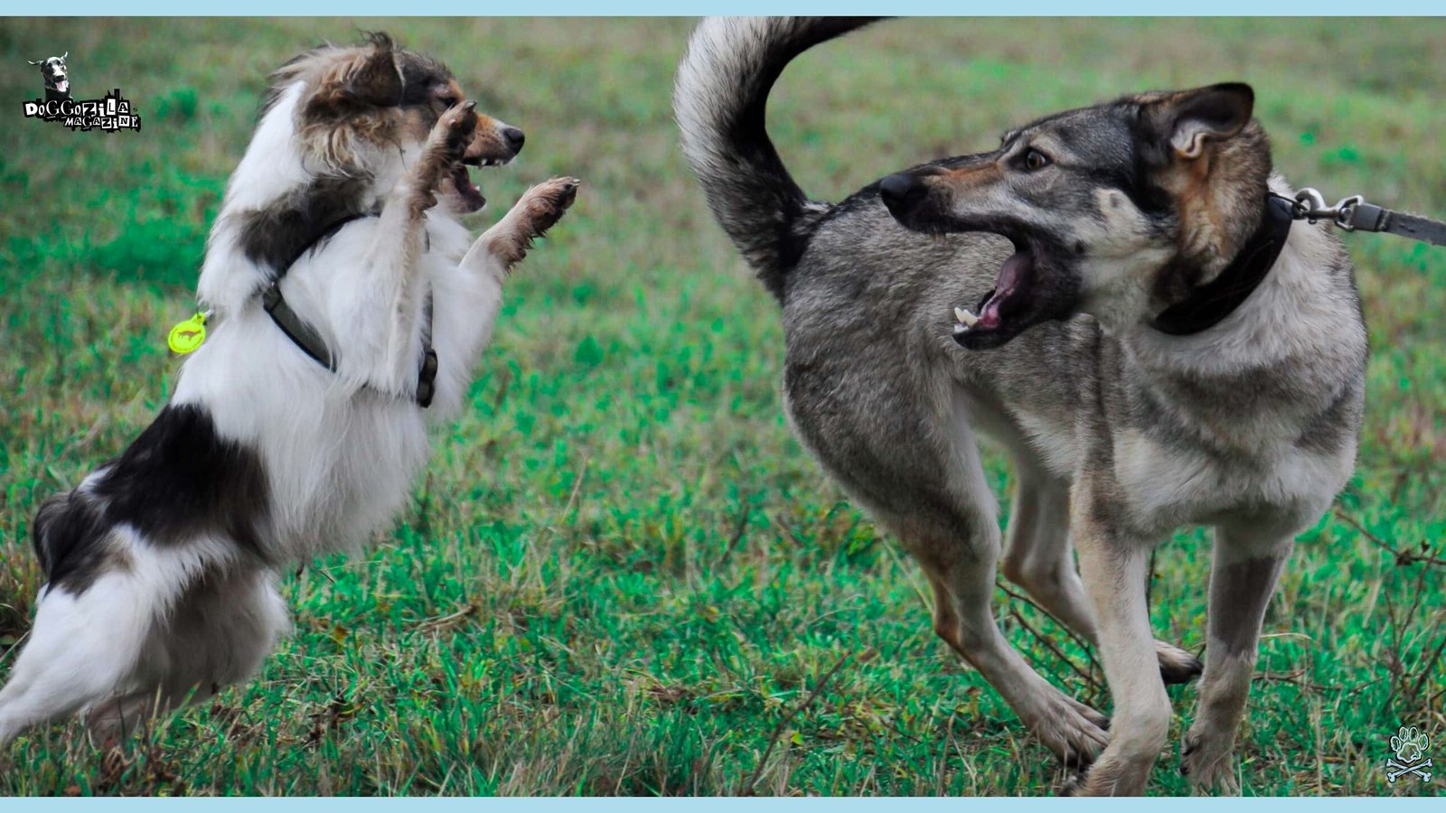two dogs playing