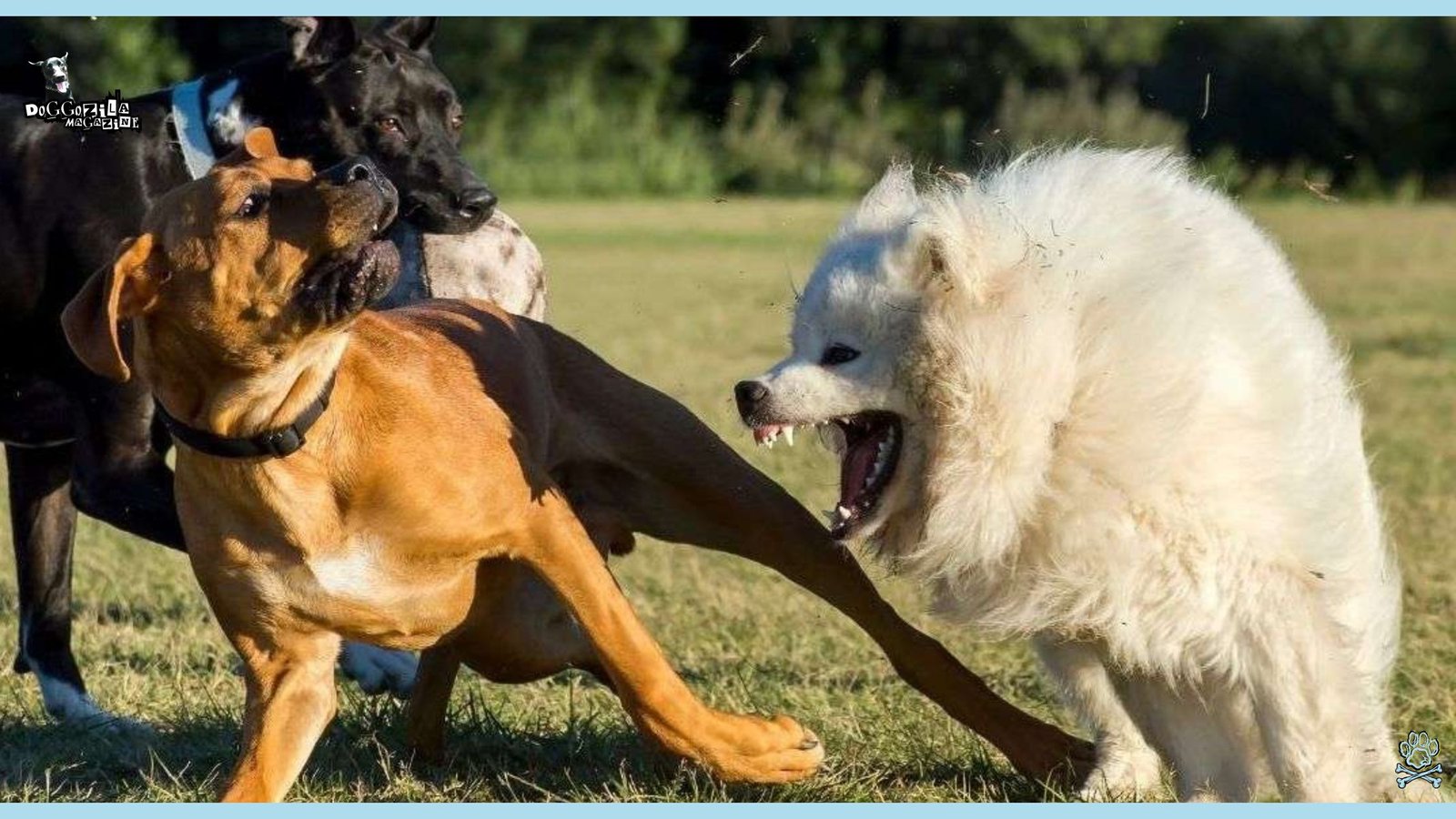 aggressive group of dogs