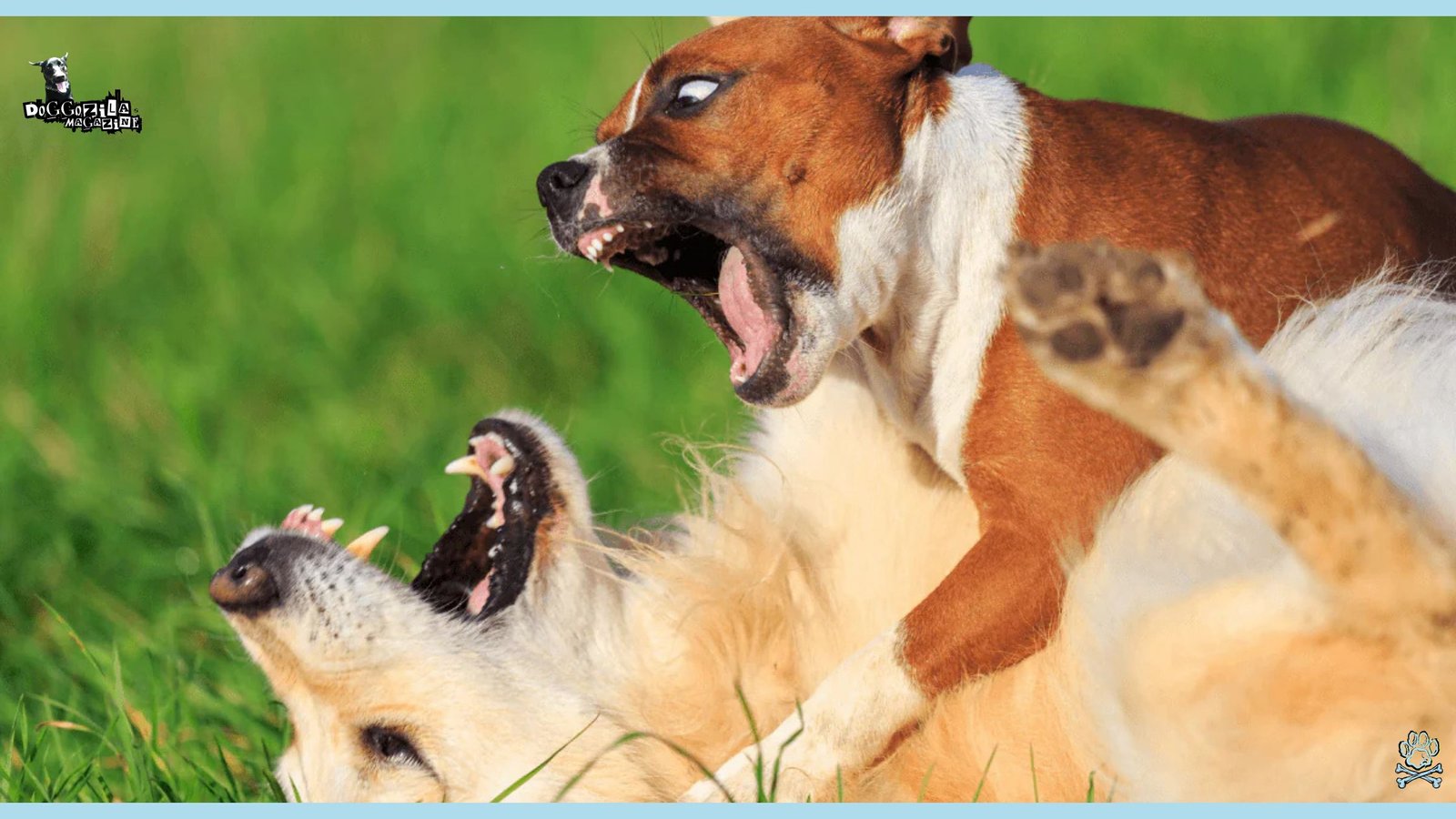 Dogs That Don't Like Other Dogs