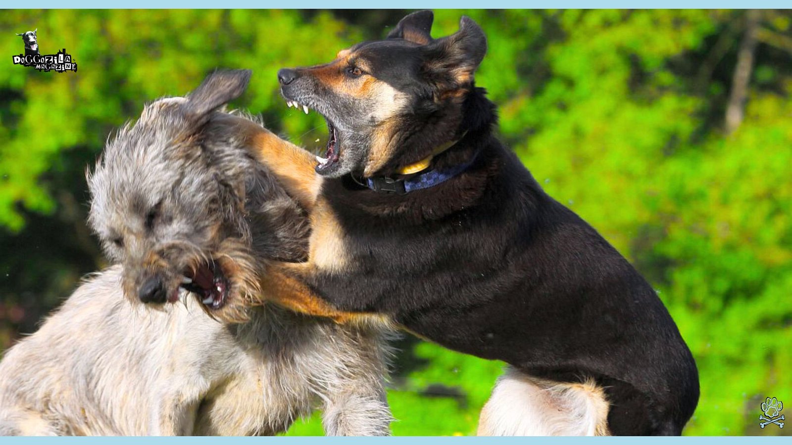 two pups fighting