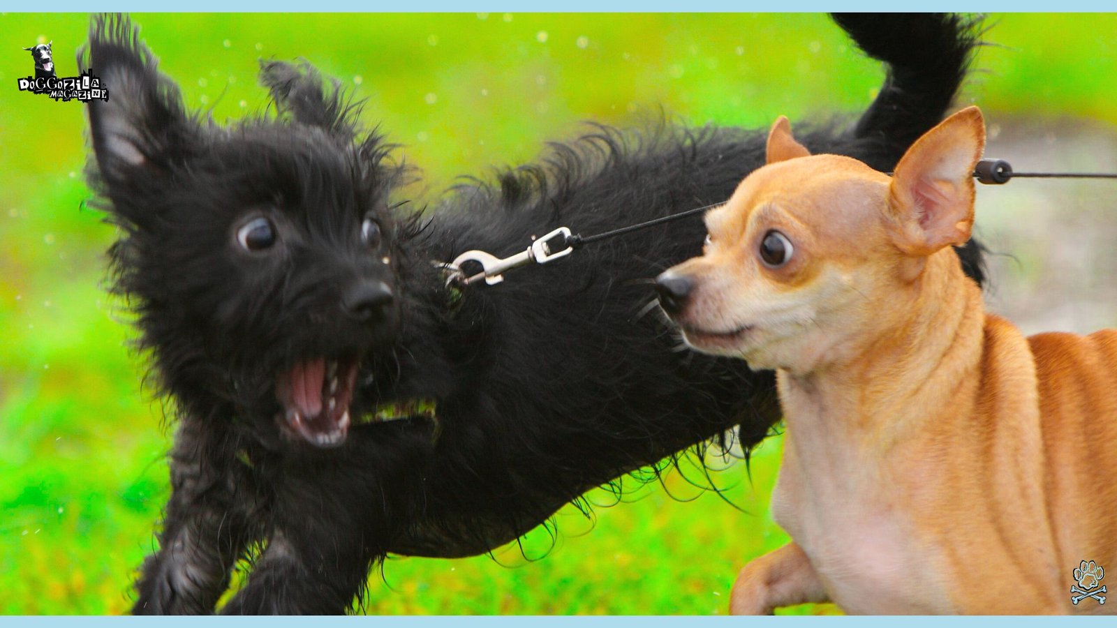 Dogs That Don't Like Other Dogs