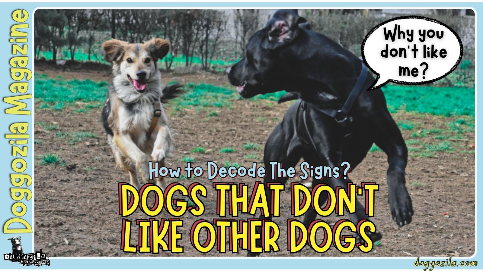 Dogs That Don’t Like Other Dogs: How to Decode The Signs?