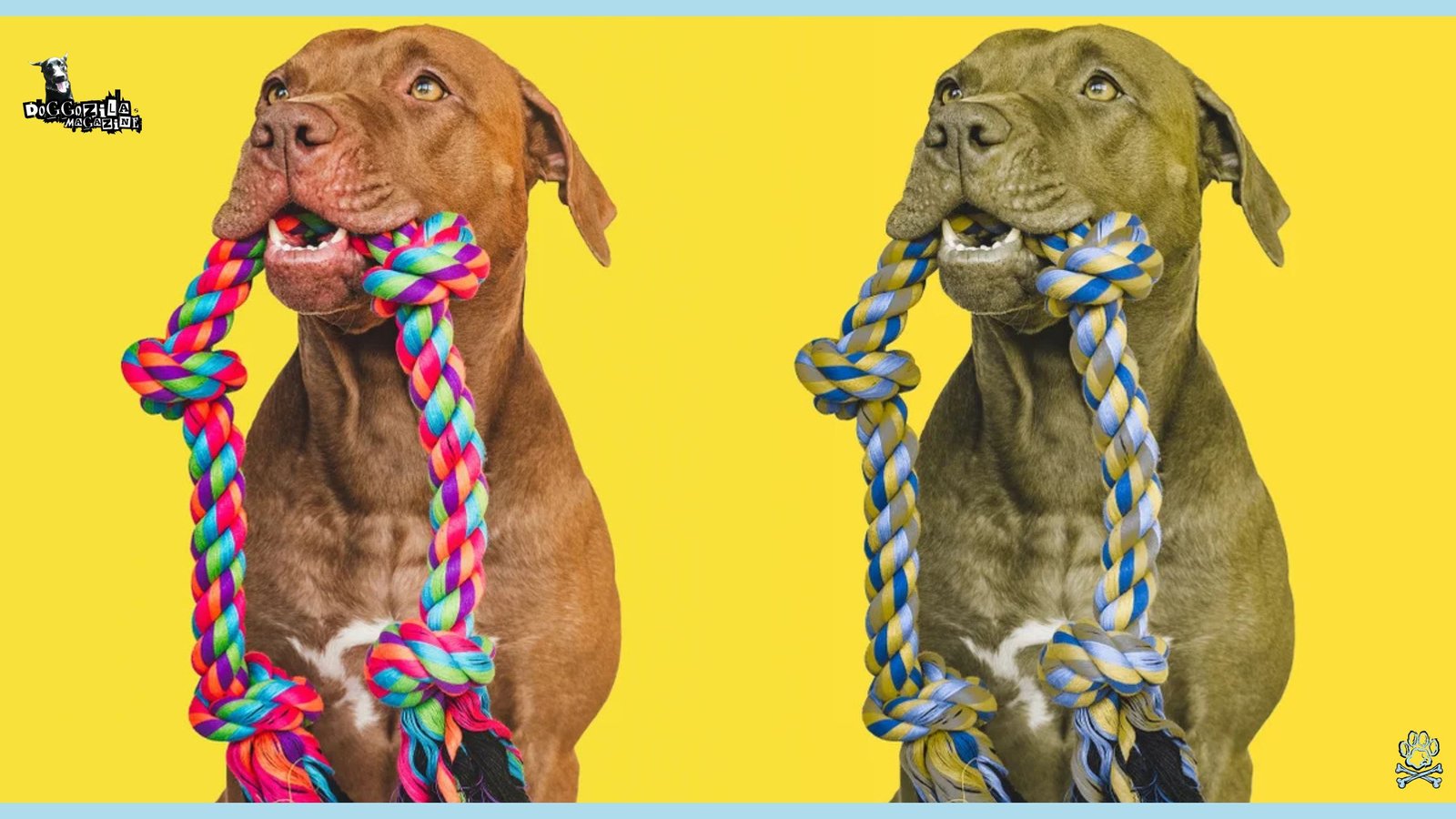 How Do Dogs See The World