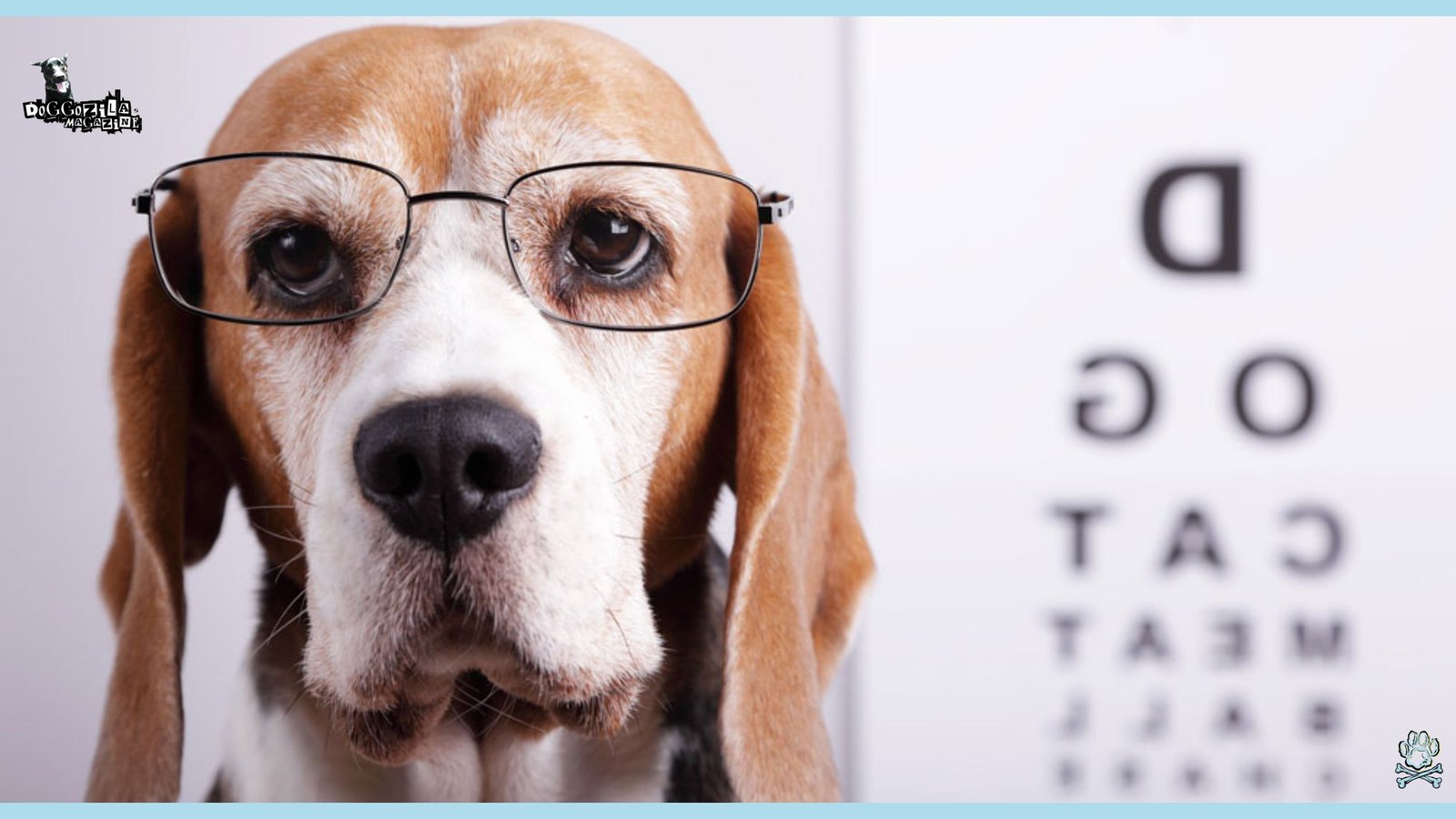 How Do Dogs See The World