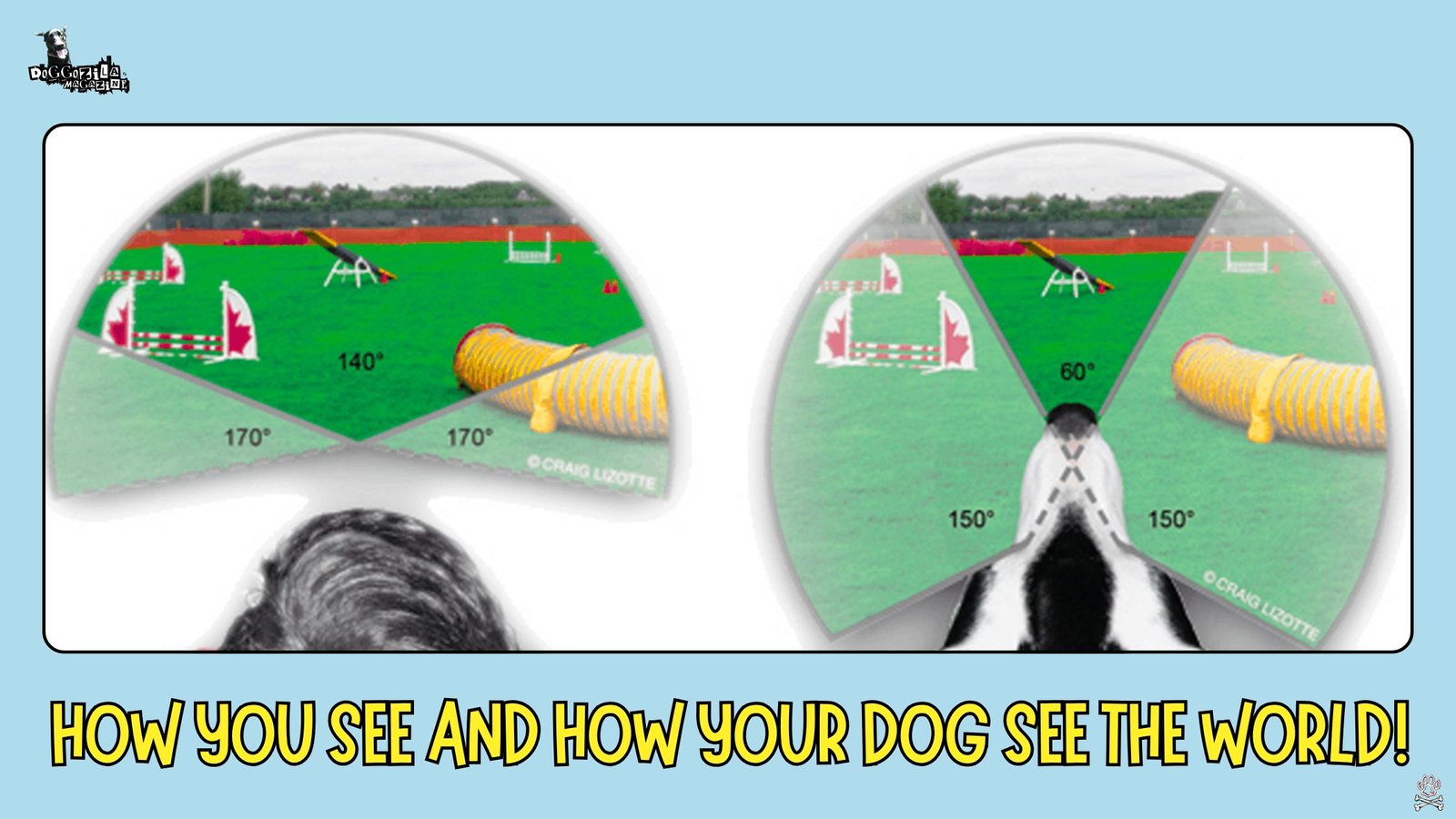 the angle of dog's vision