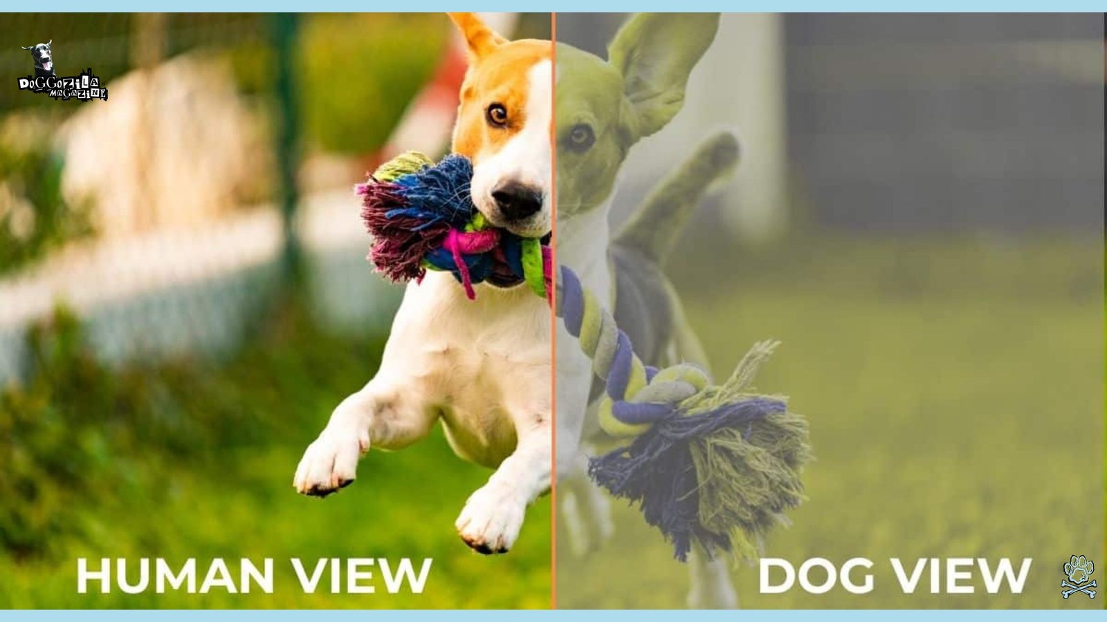 human view vs. dog view