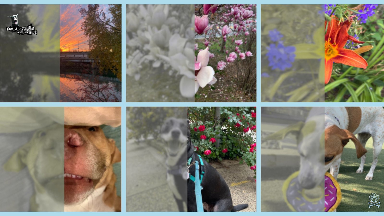human view vs. dog view