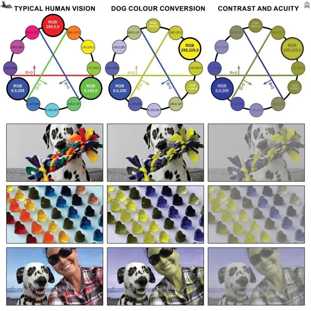 How Do Dogs See The World