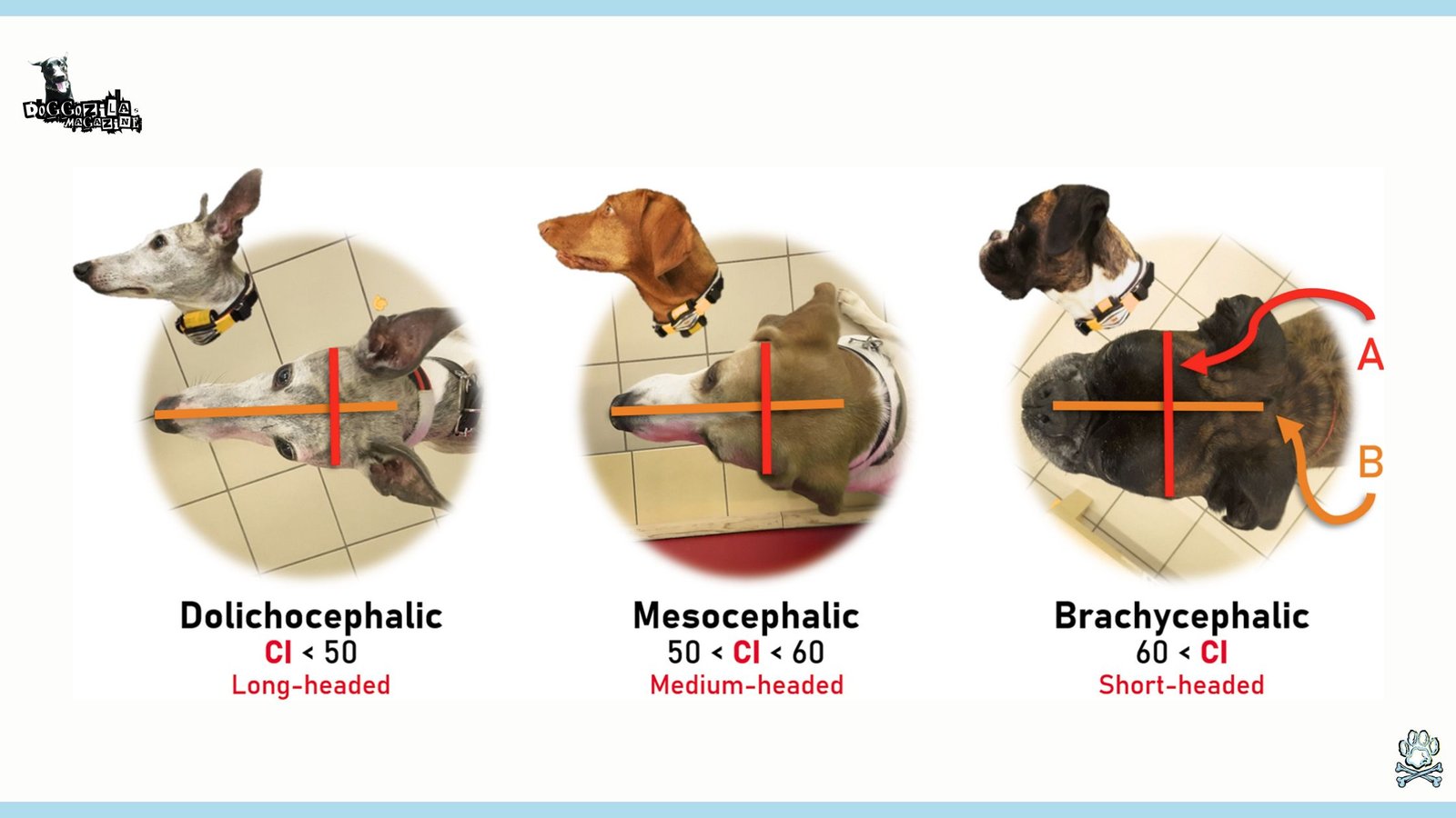 How Do Dogs See The World
