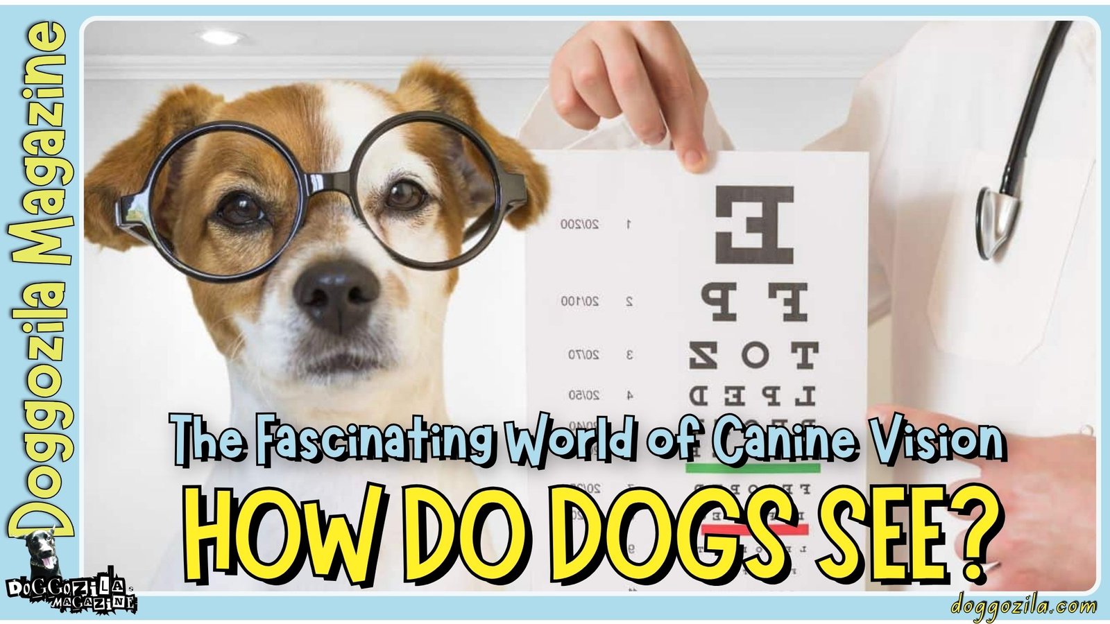 How Do Dogs See The World