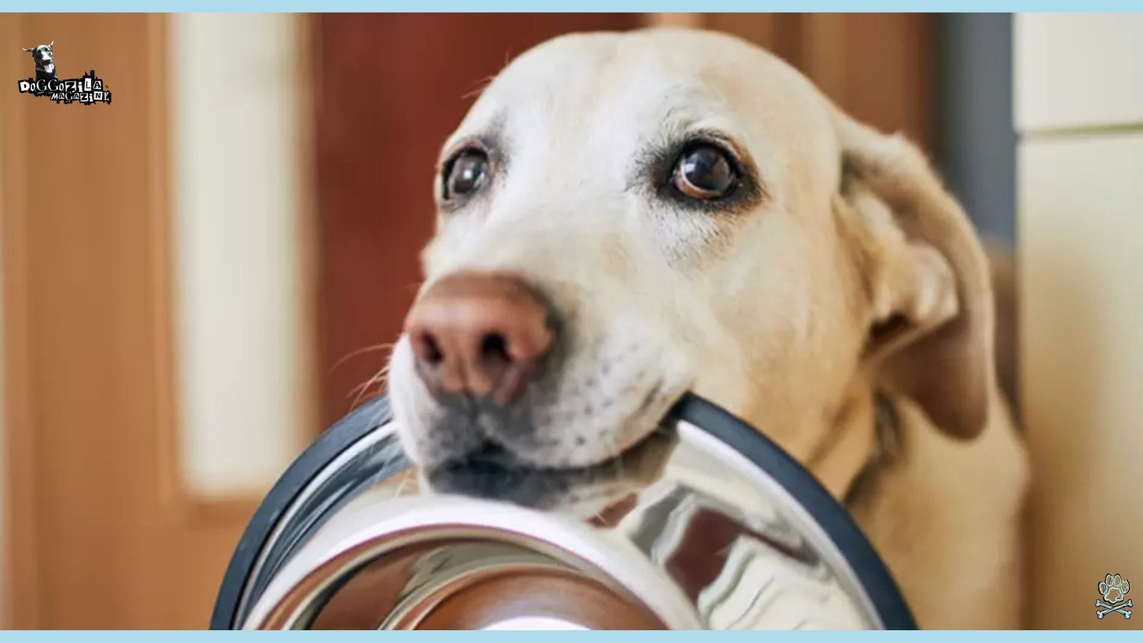 How Long Can Dogs Go Without Food
