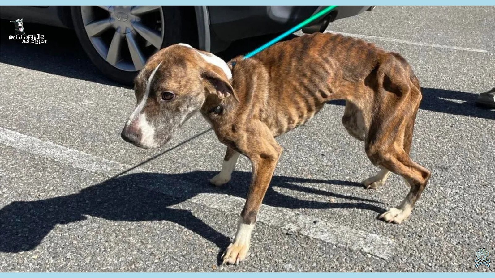 skinny stray dog