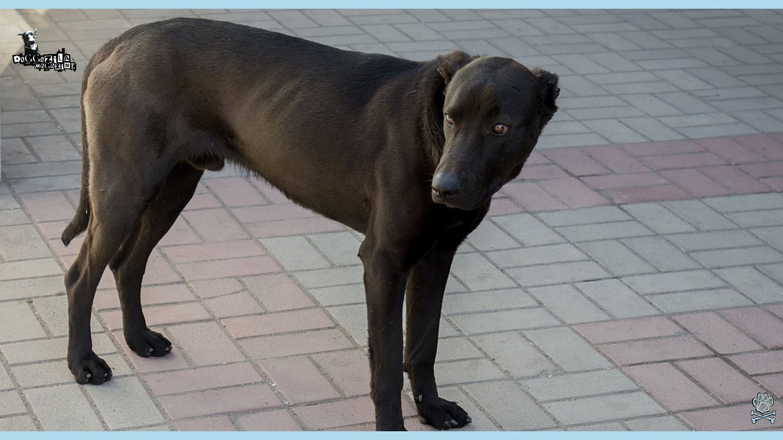 skinny stray dog