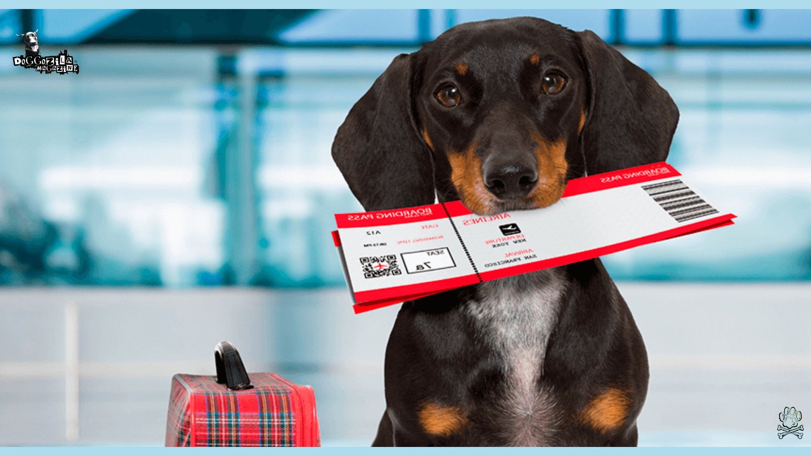puppy with a ticket in his mouth