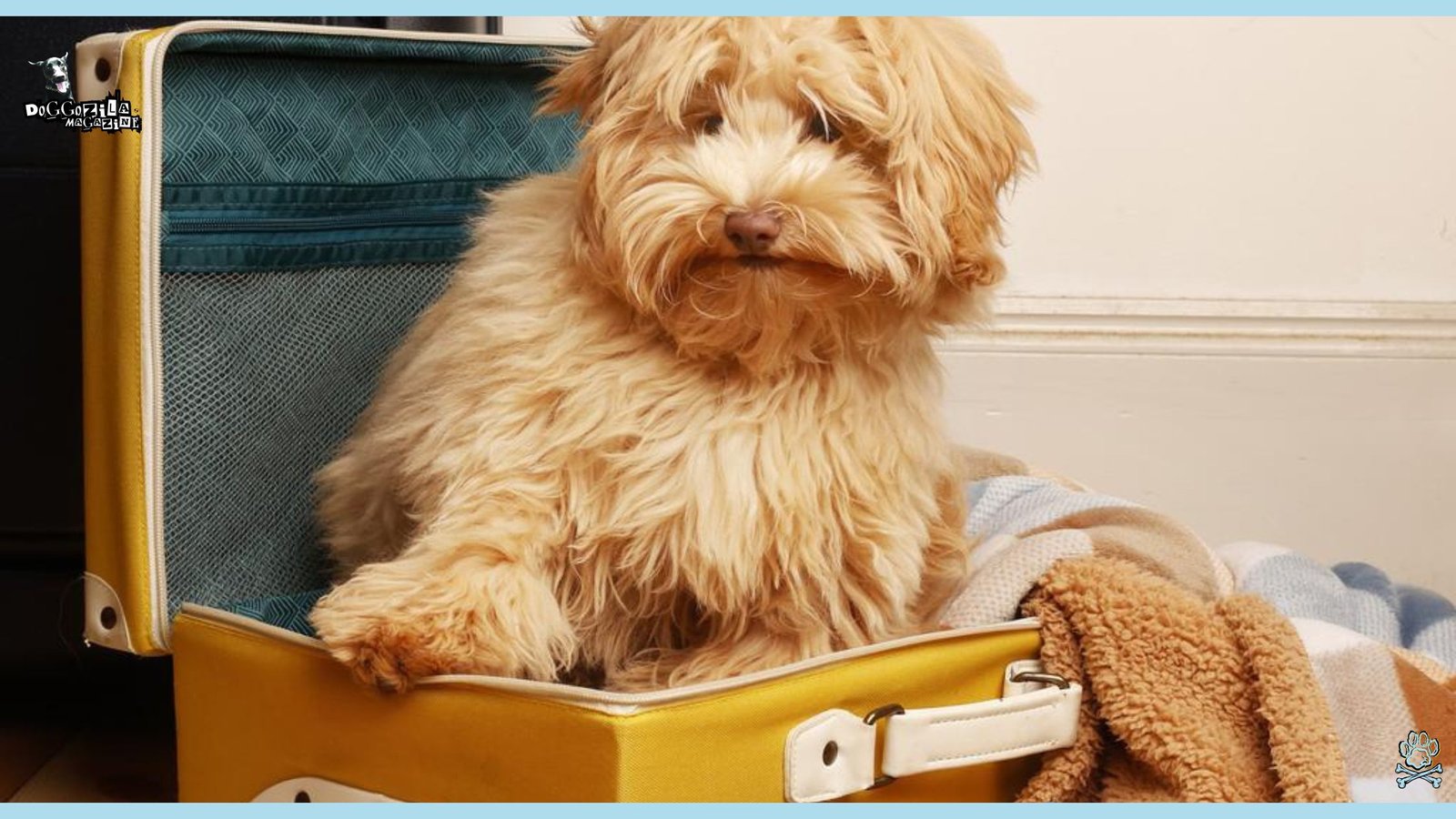 dog sitting in a suitcase