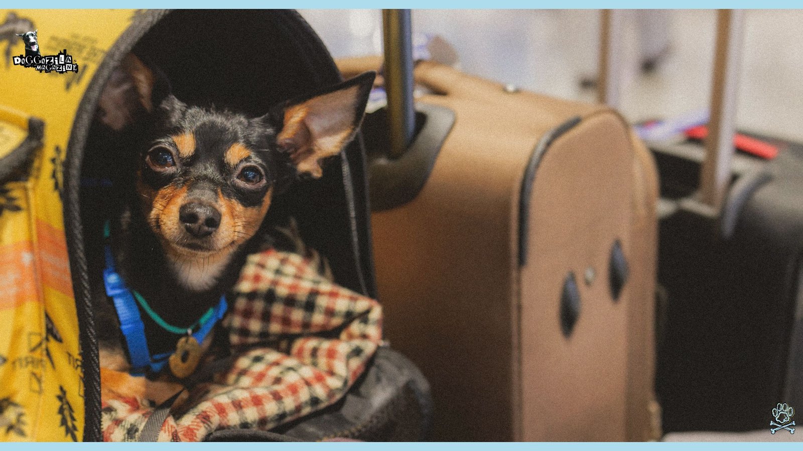 How To Travel with A Dog
