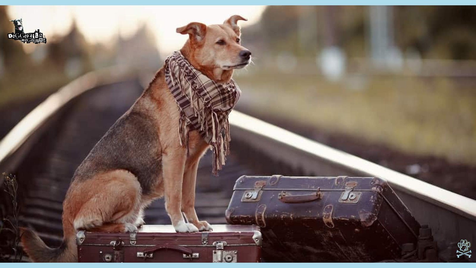 How To Travel with A Dog