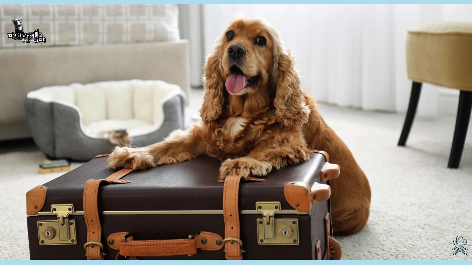 How To Travel with A Dog