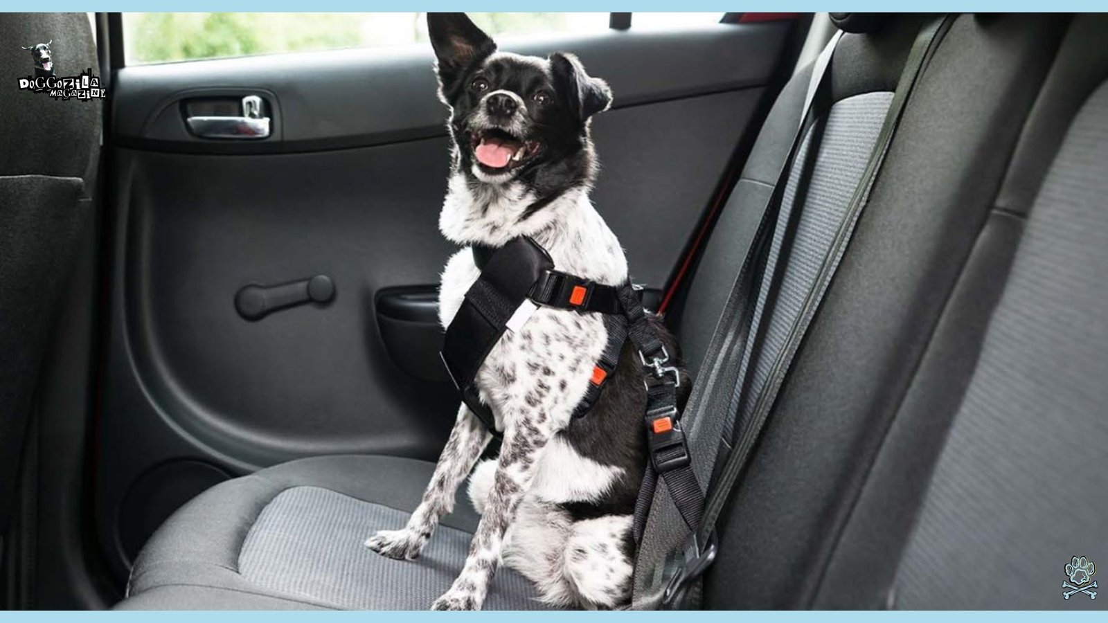 How To Travel with A Dog