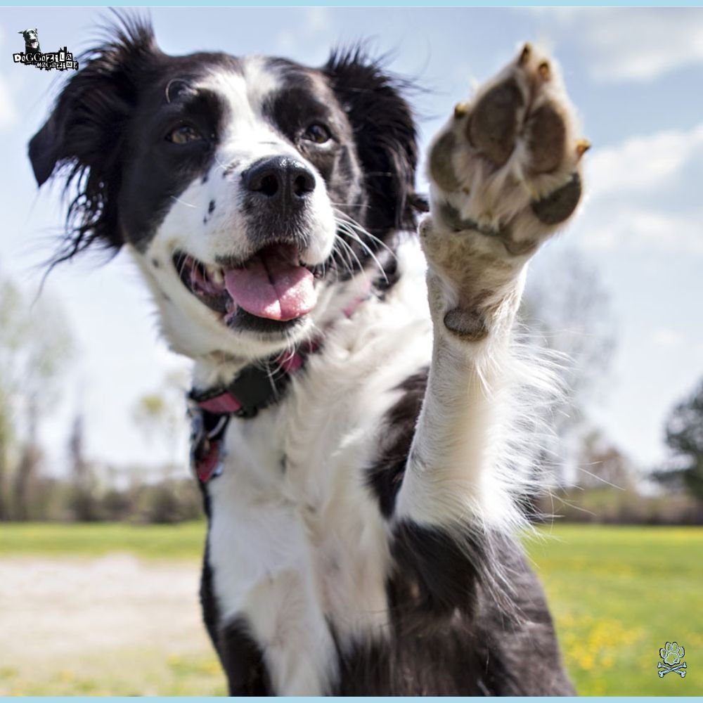 Happy Pup Saying Hey
