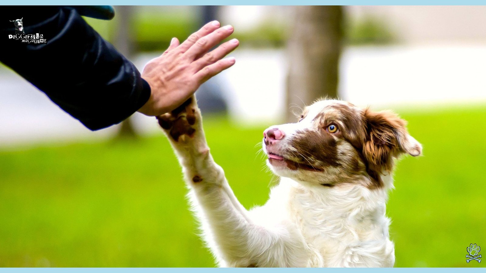 How to Train Your Dog to High Five
