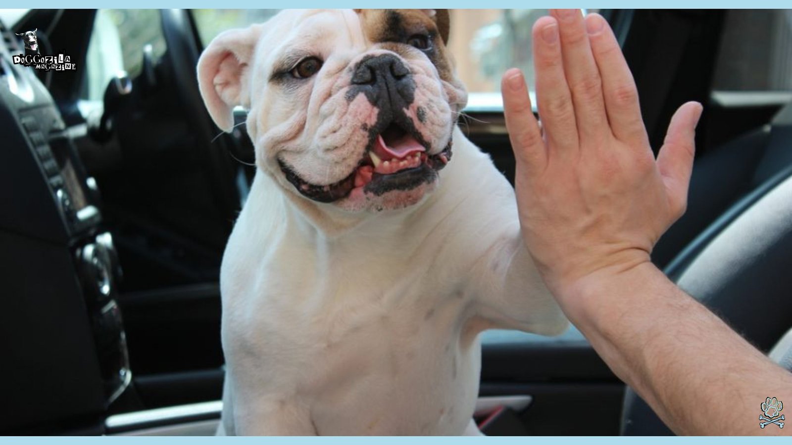 How to Train Your Dog to High Five