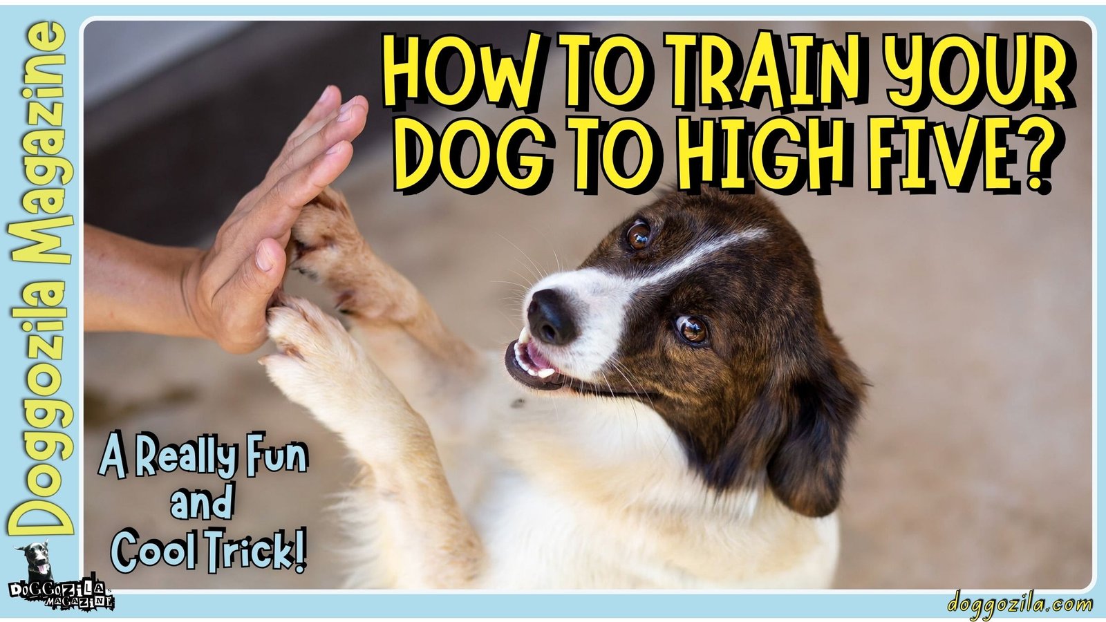 How to Train Your Dog to High Five? A Fun Trick!