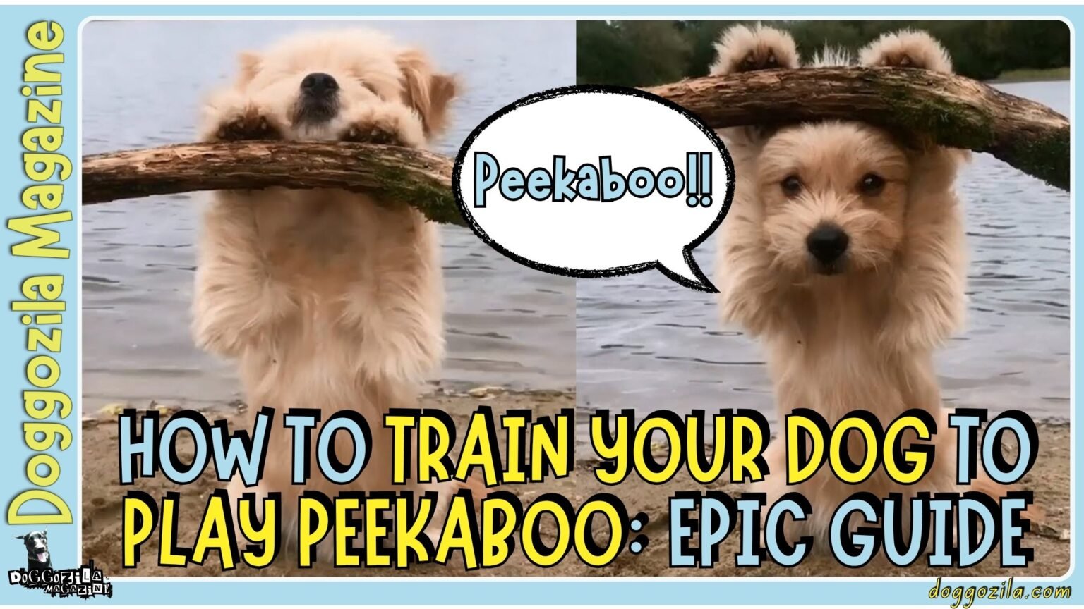 How to Train Your Dog to Play Peekaboo