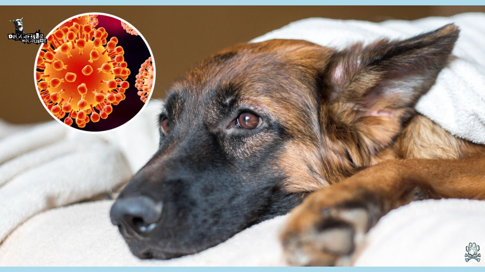 Incurable Dog Diseases - What Dog Disease Has No Cure