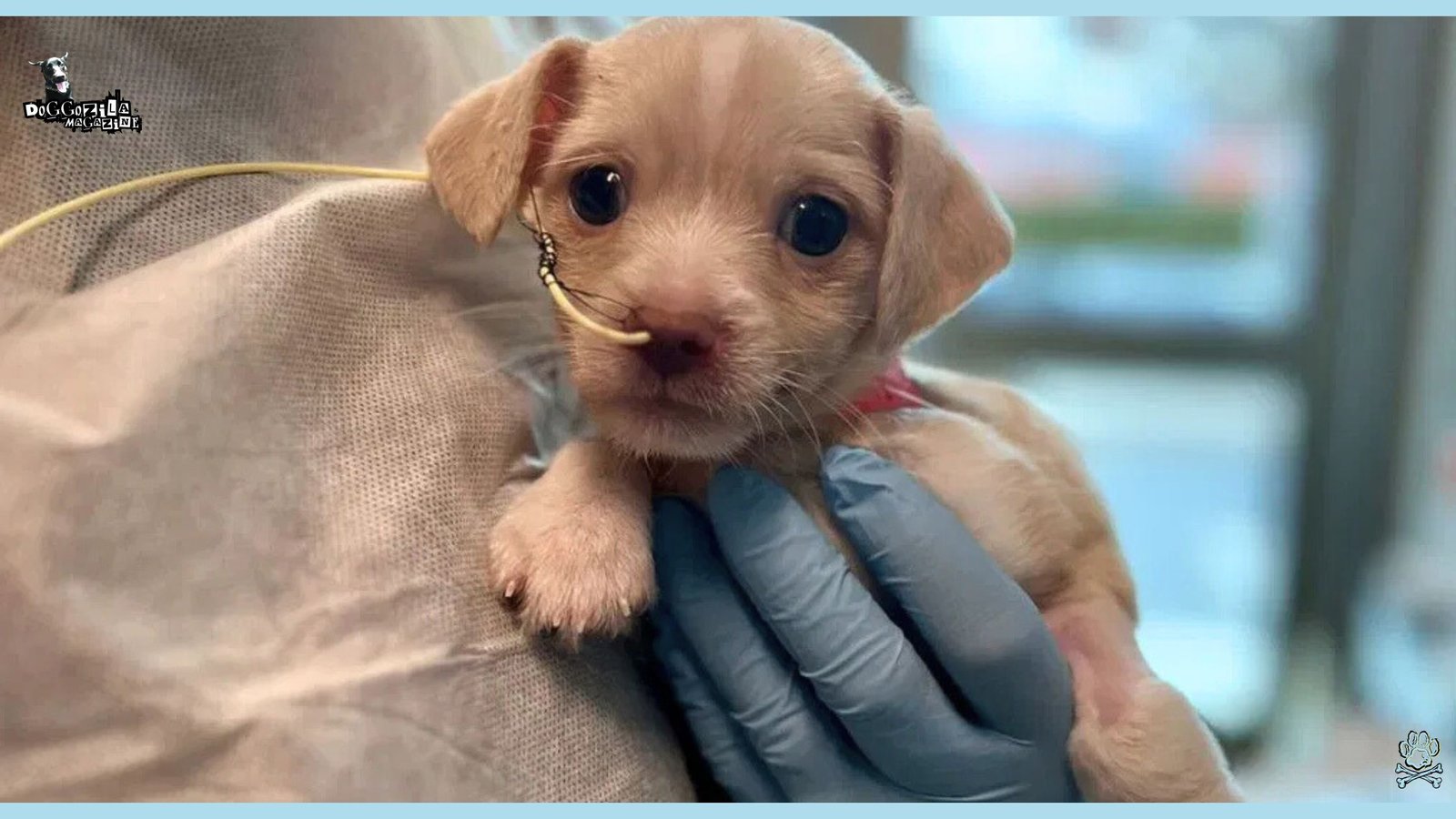 Incurable Dog Diseases - What Dog Disease Has No Cure