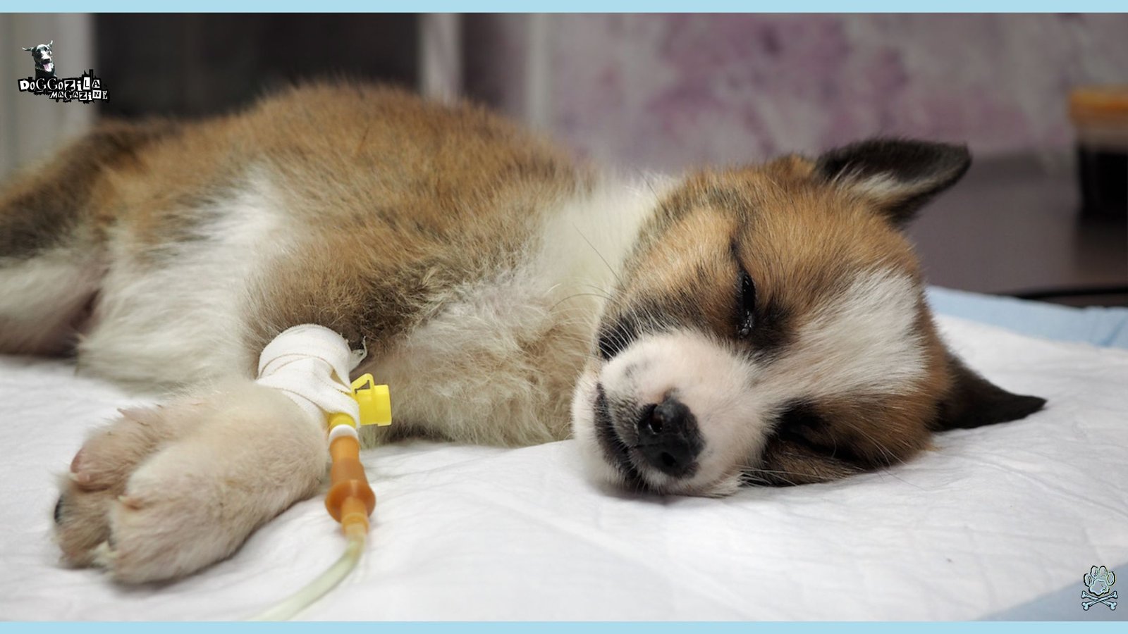 Incurable Dog Diseases - What Dog Disease Has No Cure
