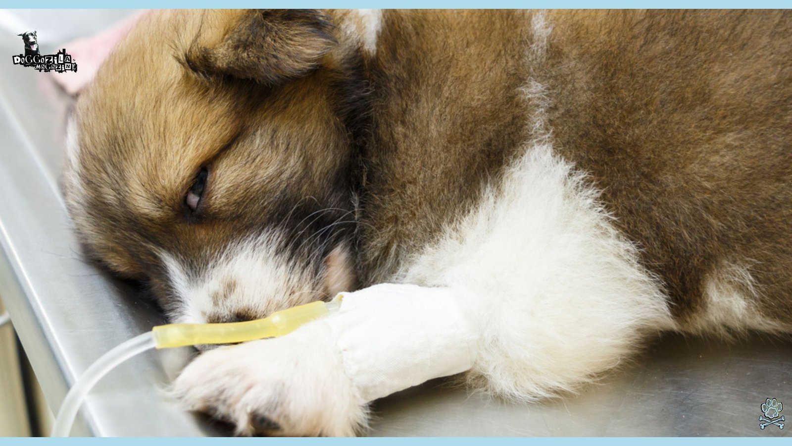 sick puppy at the vet receiving meds
