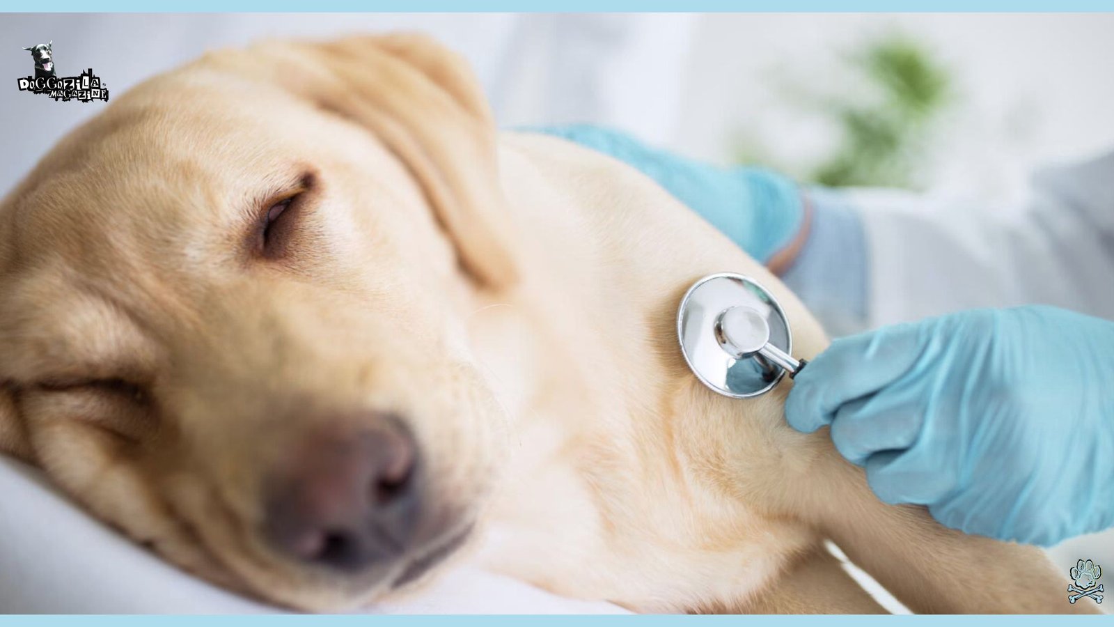 Labrador at the vet