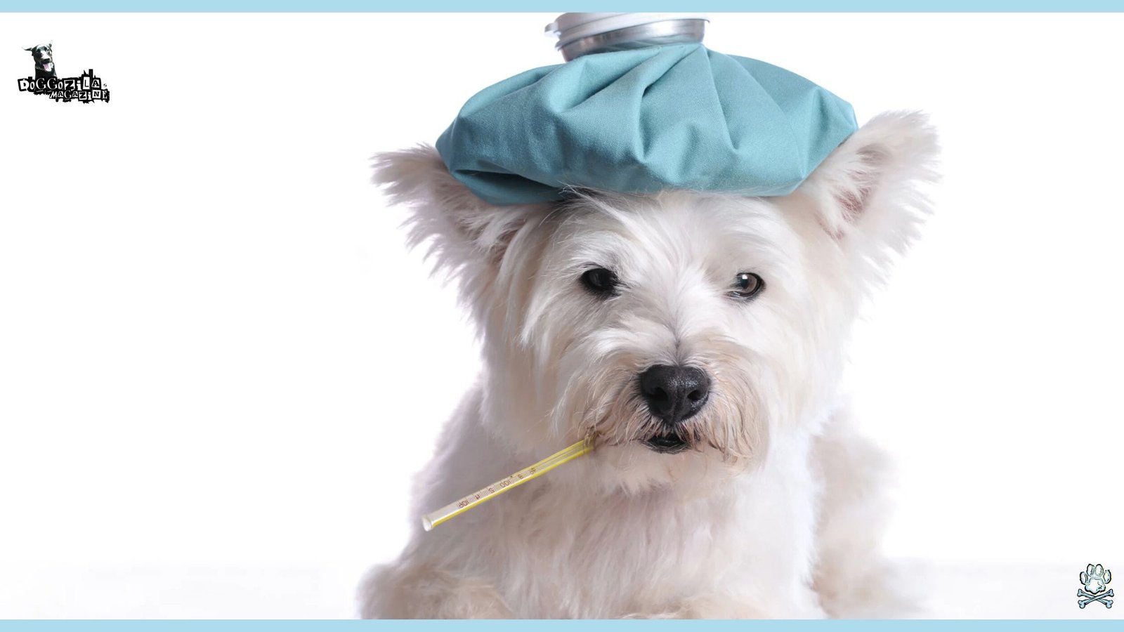 Incurable Dog Diseases - What Dog Disease Has No Cure