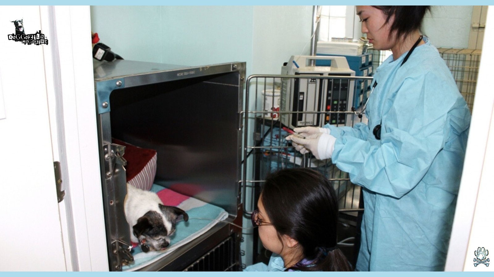 Incurable Dog Diseases - What Dog Disease Has No Cure