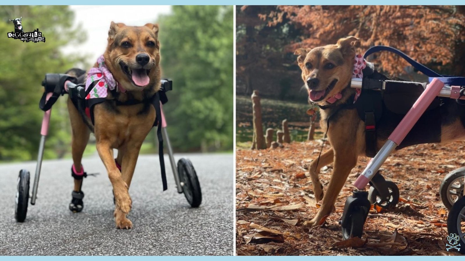 Muscular Dystrophy in Dogs