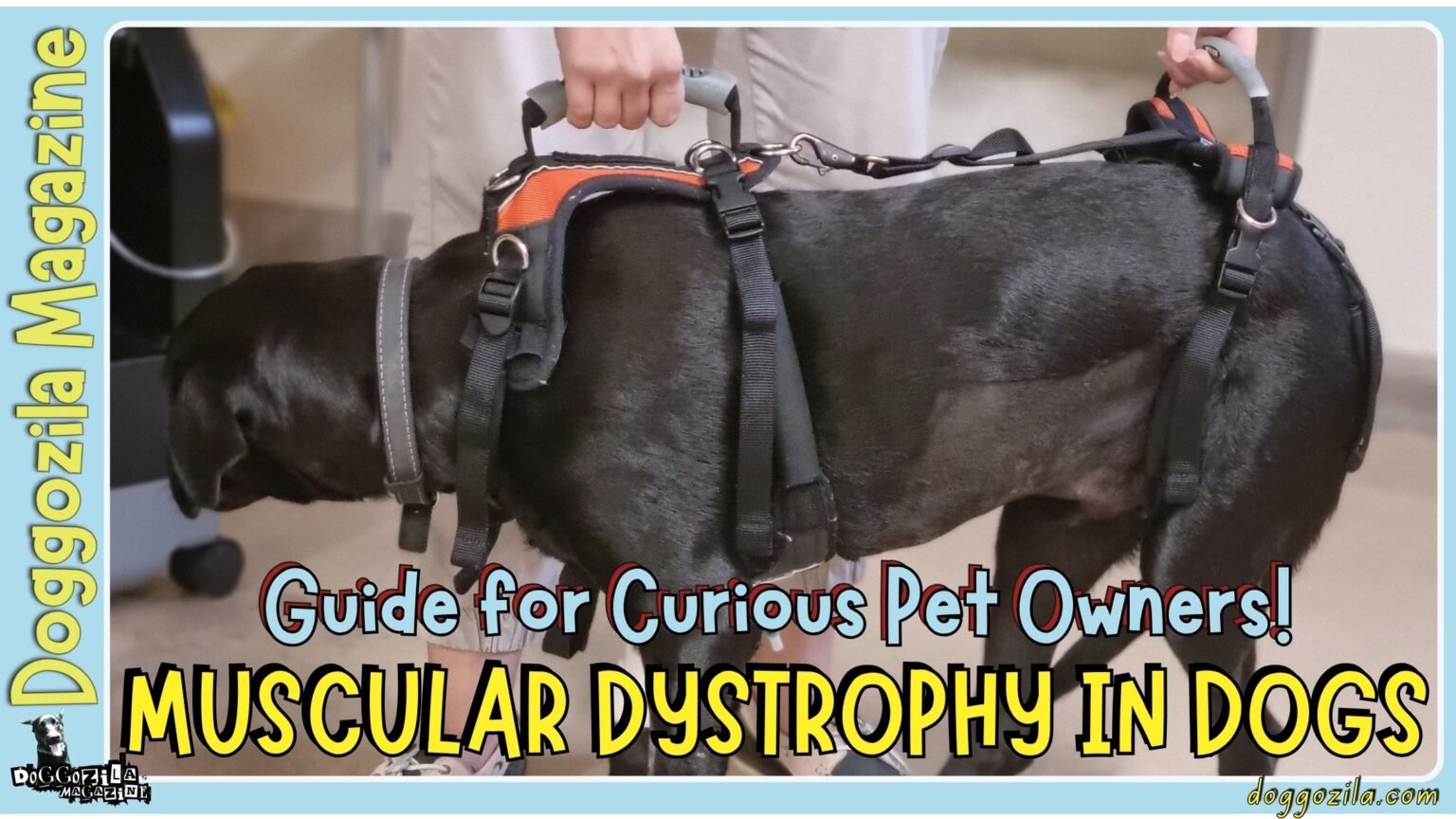 Muscular Dystrophy in Dogs