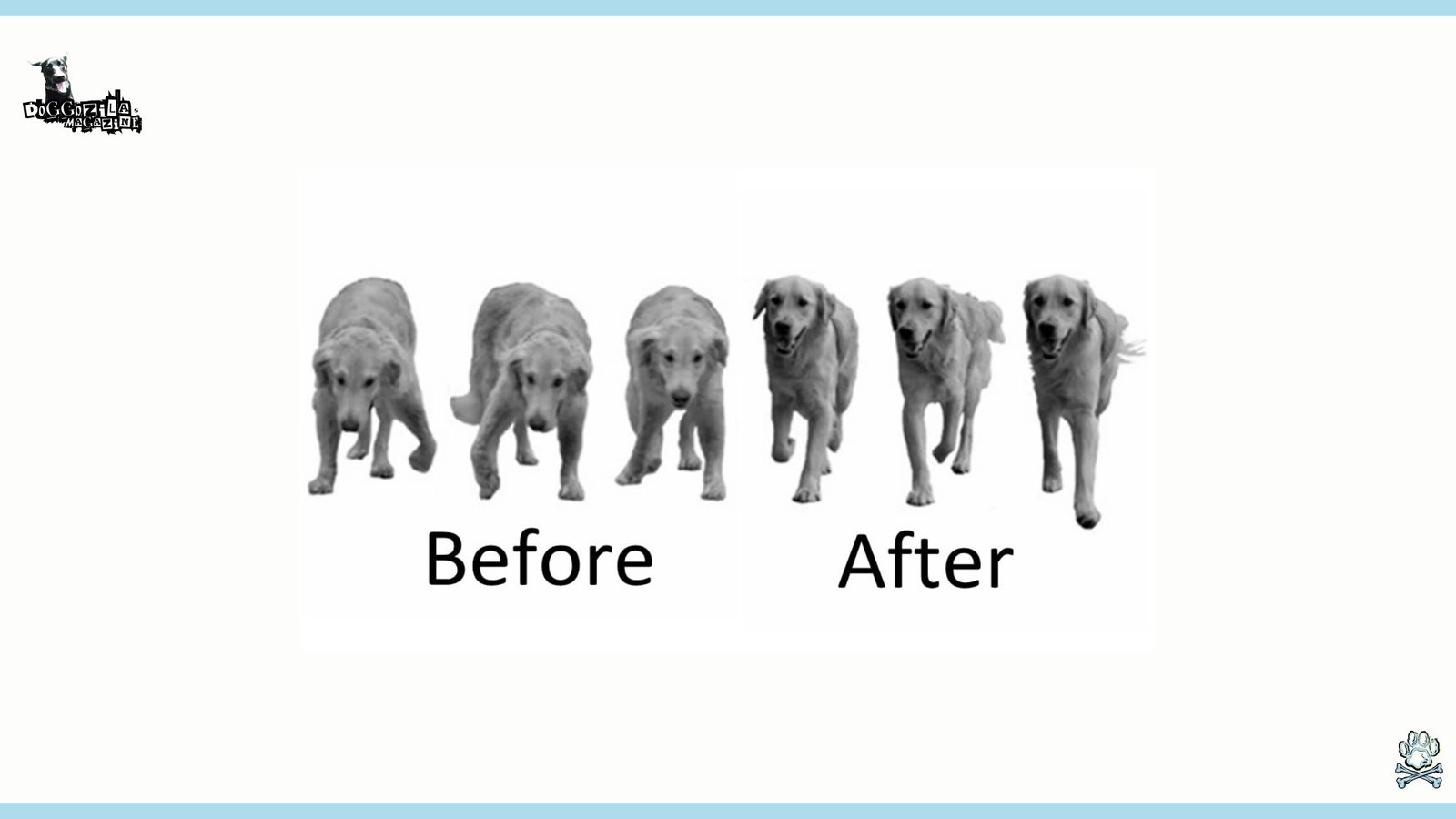 Muscular Dystrophy in Dogs