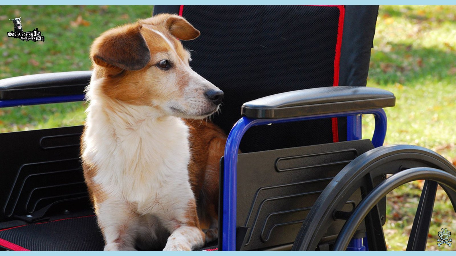 sad dog sit in a wheelchair