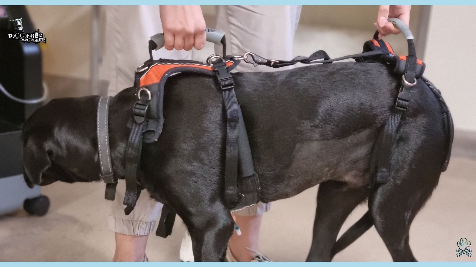 Muscular Dystrophy in Dogs